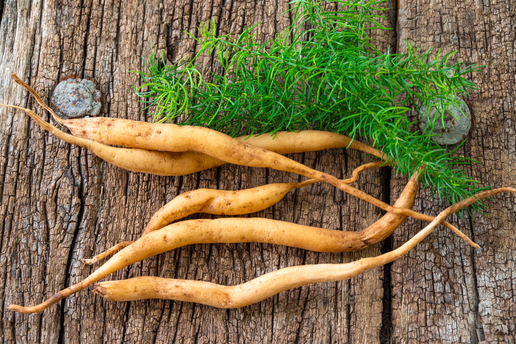 Shatavari root extract may support women’s sexual wellness: